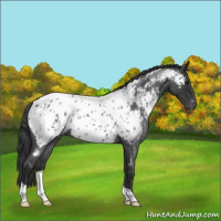 Horse Color:Blue Roan Appaloosa 