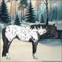 Horse Color:Blue Roan Appaloosa 