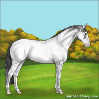 Horse Color:White Spotted Blue Roan Appaloosa 