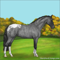Horse Color:Blue Roan Appaloosa 