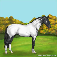 Horse Color:Blue Roan Near Fewspot 