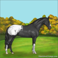 Horse Color:Blue Roan Appaloosa 