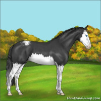 Horse Color:Blue Roan Splash Appaloosa 