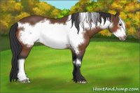 Horse Color:Bay Frame 