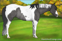 Horse Color:Black Tobiano Rabicano