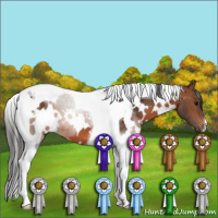 Horse Color:White Spotted Brown Tobiano 