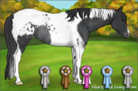 Horse Color:Black Tobiano Appaloosa Rabicano 