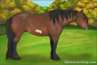 Horse Color:Bay Frame 