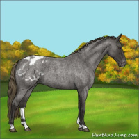 Horse Color:Smoky Blue Roan Appaloosa 
