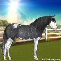 Horse Color:Blue Roan Splash Appaloosa Rabicano 