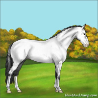 Horse Color:Blue Roan Appaloosa 