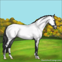Horse Color:Blue Roan Near Fewspot Rabicano 
