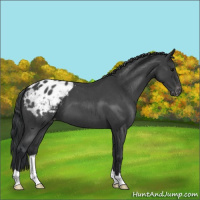 Horse Color:Blue Roan Appaloosa 