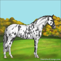 Horse Color:White Spotted Blue Roan Appaloosa 