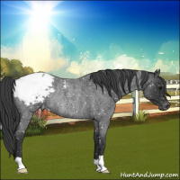 Horse Color:Blue Roan Appaloosa Rabicano 