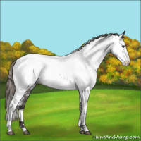 Horse Color:Smoky Blue Roan Appaloosa 