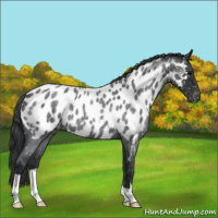 Horse Color:Blue Roan Appaloosa 