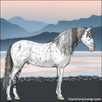 Horse Color:Blue Roan Near Leopard 