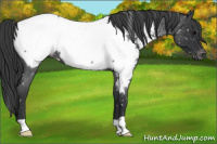 Horse Color:Blue Roan Snowcap