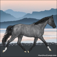 Horse Color:Blue Roan 