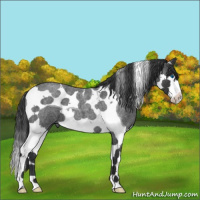 Horse Color:Blue Roan Splash Tobiano 