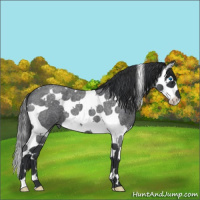 Horse Color:Blue Roan Splash Tobiano 