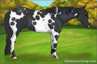 Horse Color:Black Tobiano
