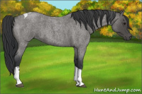Horse Color:Blue Roan Tobiano