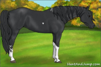 Horse Color:Black Sabino Tobiano 