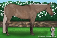 Horse Color:Silver Brown Dun 