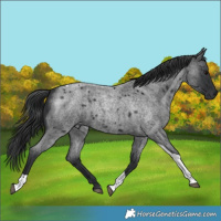 Horse Color:Blue Roan Tobiano Rabicano 