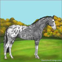 Horse Color:Black Ice Splash Appaloosa Rabicano 