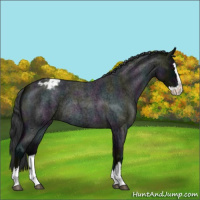 Horse Color:Midnight Blue Roan Splash Appaloosa Rabicano 