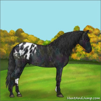 Horse Color:Midnight Blue Ice Roan Appaloosa Rabicano 