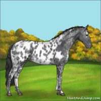 Horse Color:Black Ice Blanket Rabicano 