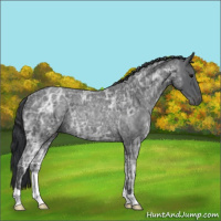 Horse Color:Blue Ice Roan Rabicano 