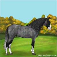 Horse Color:Midnight Blue Roan Splash Appaloosa Rabicano 