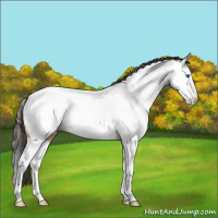 Horse Color:Bay Ice Splash Appaloosa Rabicano 