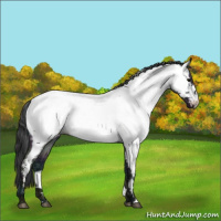 Horse Color:Midnight Blue Ice Roan Appaloosa Rabicano 