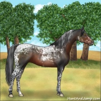 Horse Color:Brown Mushroom Tobiano