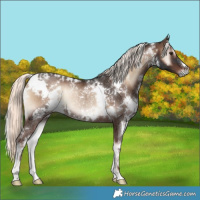 Horse Color:White Spotted Liver Red Onyx Mushroom Rabicano 