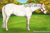 Horse Color:Gold Cream Champagne Dun Appaloosa 