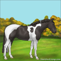 Horse Color:Smoky Black Tobiano