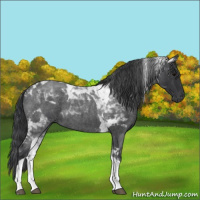 Horse Color:Blue Roan Tobiano