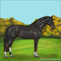 Horse Color:Liver Chestnut Tobiano 