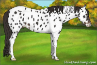 Horse Color:Liver Chestnut Tobiano Near Leopard 