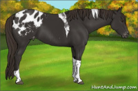 Horse Color:Liver Chestnut Tobiano Appaloosa 