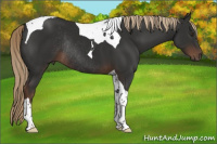 Horse Color:Liver Chestnut Tobiano Rabicano