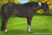 Horse Color:Liver Chestnut Tobiano