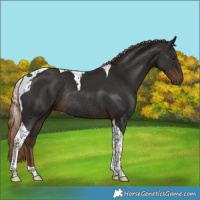 Horse Color:Liver Chestnut Tobiano Rabicano 